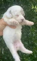 Morkiepoo Blue Merle parti, a female Poodle - Toy  and Morkie for sale in Tampa, FL – 4 of 6