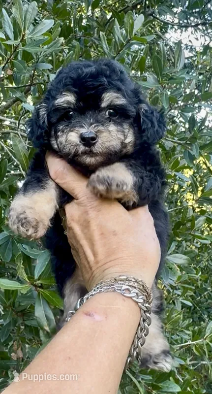 Tiny Morkiepoo  – Poodle - Toy , Morkie puppy for sale in Tampa, FL