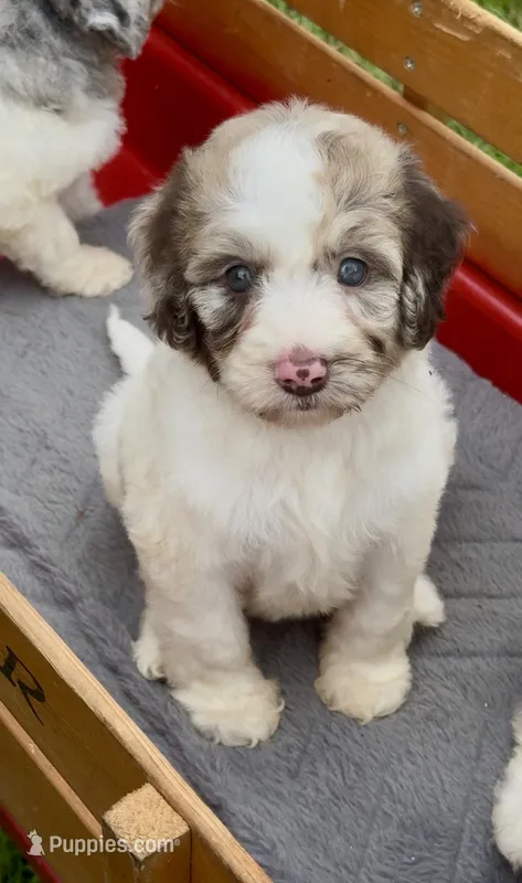 Hazel. “ regular size” chocolate Merle – Cockapoo puppy for sale in Ruskin, FL
