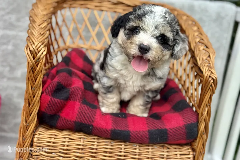 Misty – Poodle - Toy , Morkie puppy for sale in Ruskin, FL