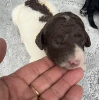 Brownie  “ regular size “, a male Cockapoo for sale in Tampa, FL – 7 of 9