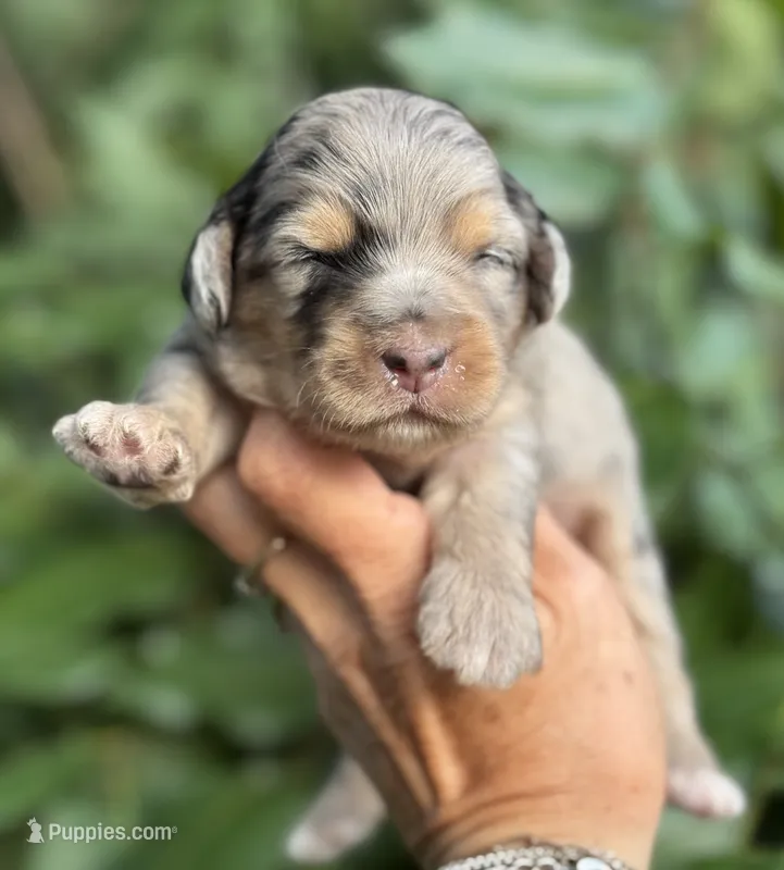 Sapphire F1b – Miniature Aussiedoodle puppy for sale in Tampa, FL