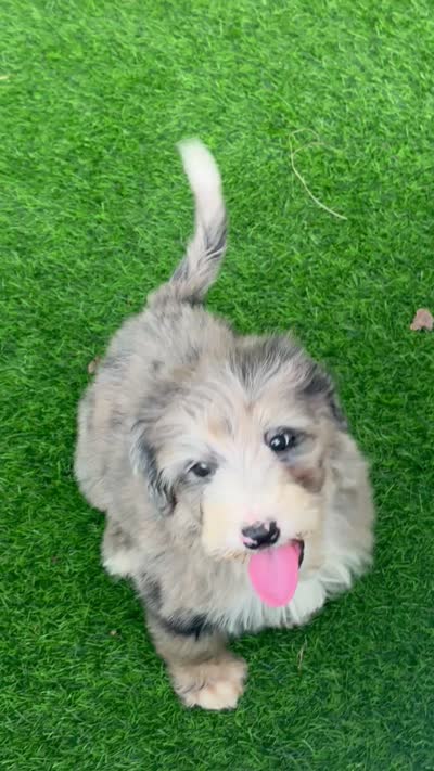 Medium size. , a male Bernedoodle for sale in Tampa, FL – 2 of 3