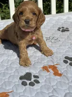 Red F1, a female Cockapoo for sale in Sun City Center, FL – 3 of 8