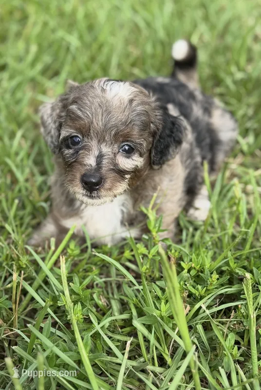 Zara  parents health tested. – Miniature Aussiedoodle puppy for sale in Tampa, FL