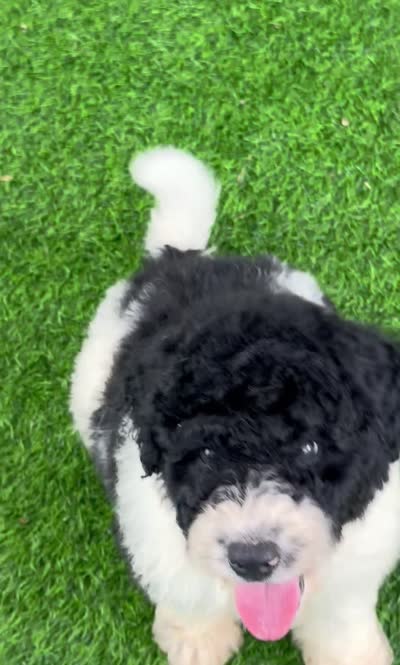 Medium size. , a male Bernedoodle for sale in Tampa, FL – 2 of 5