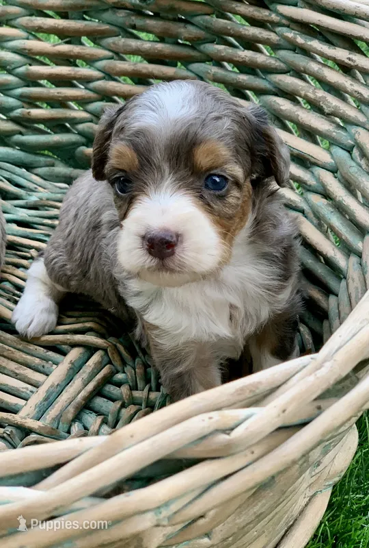 Indigo  – Miniature Aussiedoodle puppy for sale in Tampa, FL