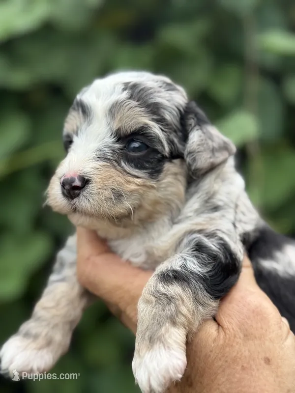 Misty – Poodle - Toy , Morkie puppy for sale in Ruskin, FL