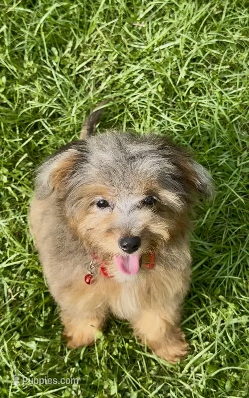 Nova – Miniature Aussiedoodle puppy for sale in Tampa, FL