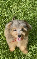 Nova “special this weekend only  650”, a female Miniature Aussiedoodle for sale in Tampa, FL – 1 of 10