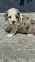 Skye  F1b, a female Miniature Aussiedoodle for sale in Tampa, FL – 6 of 10