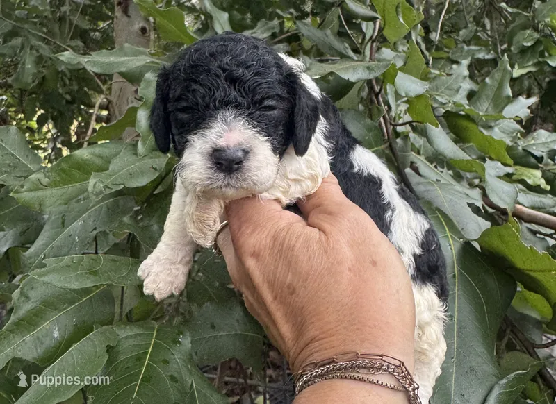 Carol – Cockapoo puppy for sale in Ruskin, FL