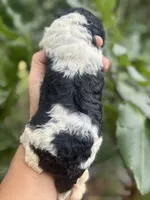 Carol, a female Cockapoo for sale in Ruskin, FL – 5 of 6