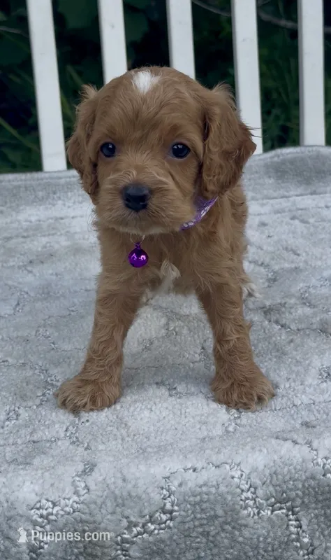 Purple F1 – Cockapoo puppy for sale in Sun City Center, FL
