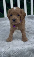 Purple F1, a female Cockapoo for sale in Sun City Center, FL – 3 of 8