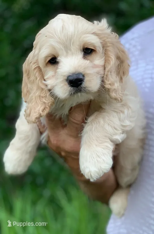 Mini Cockapoo – Cockapoo puppy for sale in Tampa, FL