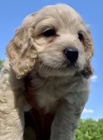 Mini Cockapoo, a male Cockapoo for sale in Tampa, FL – Photo 4 of 9