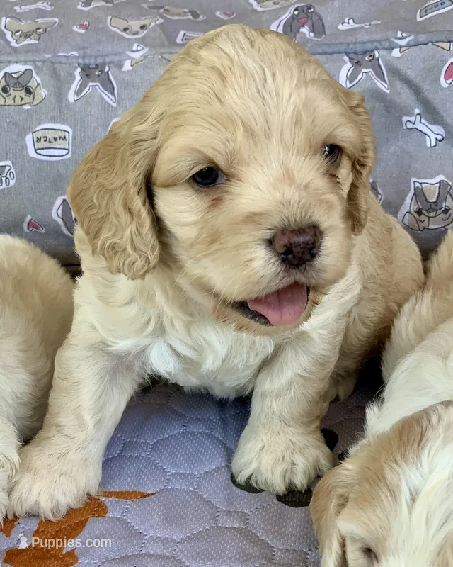 Mini Cockapoo – Cockapoo puppy for sale in Tampa, FL