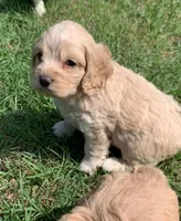 Mini Cockapoo, a male Cockapoo for sale in Tampa, FL – Photo 9 of 9