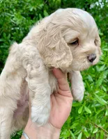 Mini Cockapoo, a male Cockapoo for sale in Tampa, FL – Photo 6 of 9