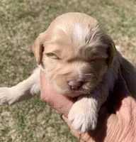 Mini Cockapoo, a female Cockapoo for sale in Tampa, FL – Photo 3 of 5