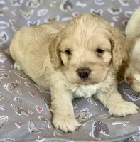 Mini Cockapoo, a male Cockapoo for sale in Tampa, FL – Photo 7 of 9