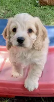 Mini Cockapoo, a male Cockapoo for sale in Tampa, FL – Photo 3 of 9