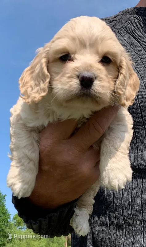 Mini Cockapoo – Cockapoo puppy for sale in Tampa, FL