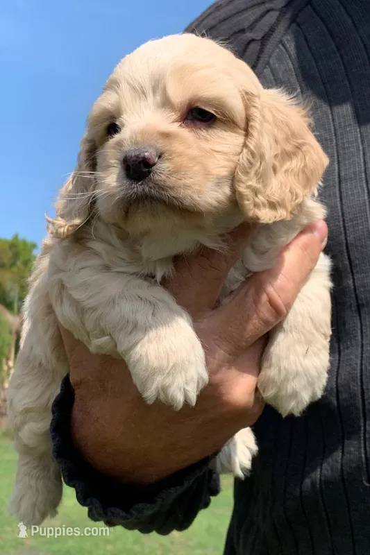 Mini Cockapoo – Cockapoo puppy for sale in Tampa, FL