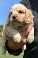 Mini Cockapoo, a male Cockapoo for sale in Tampa, FL – Photo 5 of 9