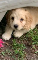 Mini Cockapoo, a male Cockapoo for sale in Tampa, FL – Photo 2 of 9