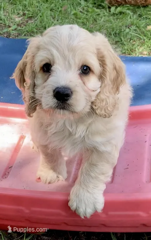 Mini Cockapoo – Cockapoo puppy for sale in Tampa, FL