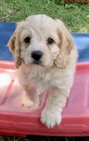 Mini Cockapoo, a male Cockapoo for sale in Tampa, FL – Photo 1 of 9