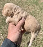 Mini Cockapoo, a female Cockapoo for sale in Tampa, FL – Photo 4 of 5