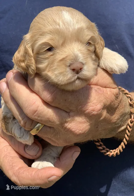 Mini Cockapoo