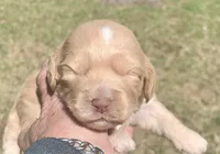 Mini Cockapoo, a female Cockapoo for sale in Tampa, FL – Photo 1 of 5