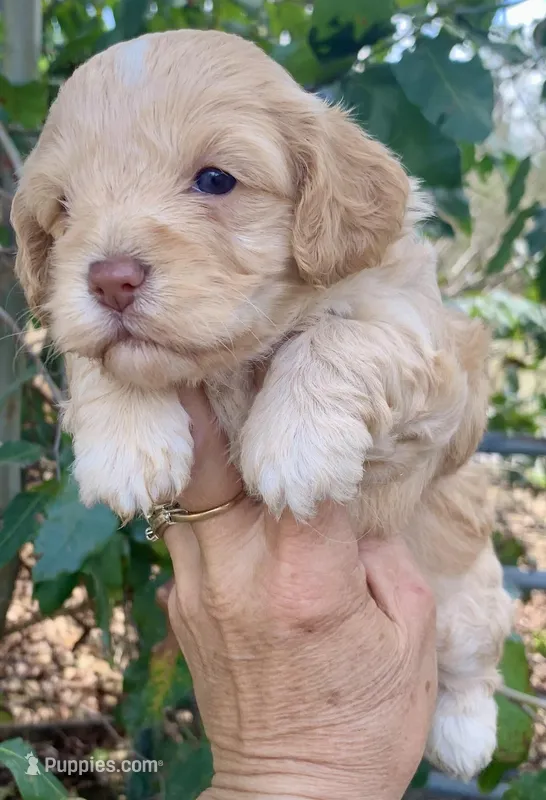 Mini Cockapoo