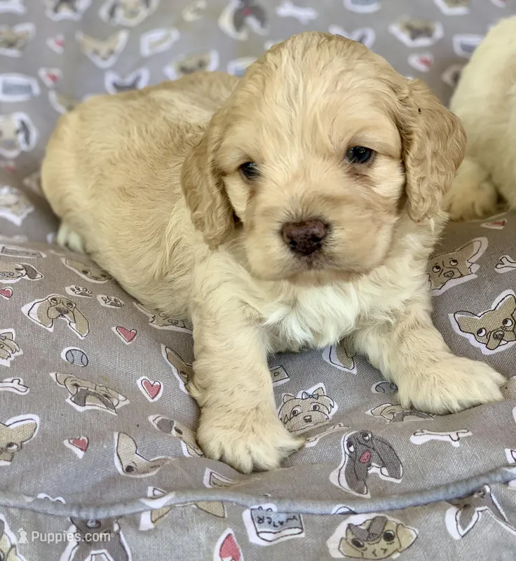 Mini Cockapoo – Cockapoo puppy for sale in Tampa, FL
