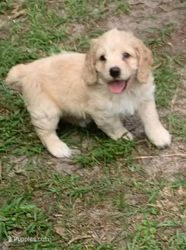 Mini Cockapoo – Cockapoo puppy for sale in Tampa, FL