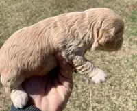 Mini Cockapoo, a female Cockapoo for sale in Tampa, FL – Photo 5 of 5