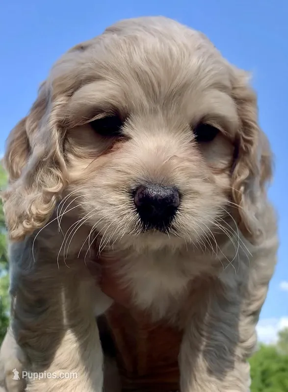 Mini Cockapoo – Cockapoo puppy for sale in Tampa, FL
