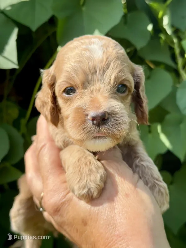 Green F1 – Cockapoo puppy for sale in Tampa, FL