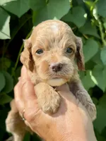 Green F1, a male Cockapoo for sale in Sun City Center, FL – 1 of 7