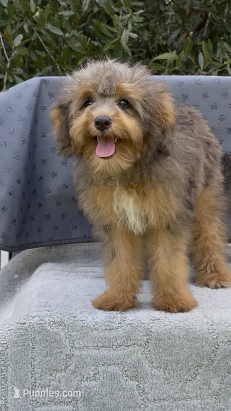 Winnie – Miniature Aussiedoodle puppy for sale in Tampa, FL