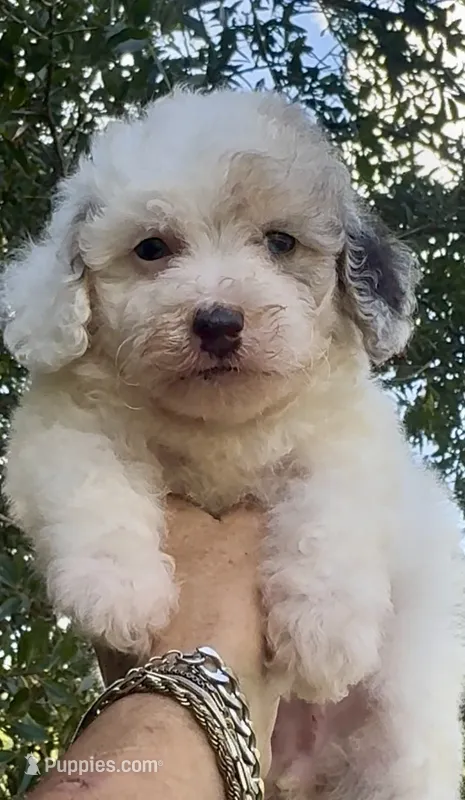 Morkiepoo Blue Merle parti one blue eye – Poodle - Toy , Morkie puppy for sale in Tampa, FL