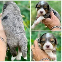 Indigo , a female Miniature Aussiedoodle for sale in Tampa, FL – 8 of 9