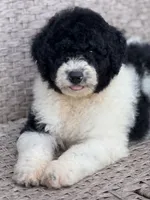 Medium size. , a male Bernedoodle for sale in Tampa, FL – 4 of 5