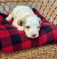 Milo, a male Cockapoo for sale in Ruskin, FL – 4 of 8
