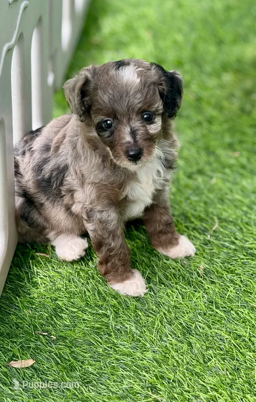 Zara  parents health tested. – Miniature Aussiedoodle puppy for sale in Tampa, FL