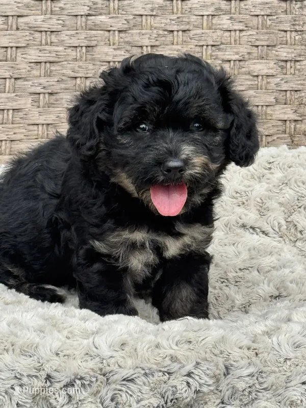 Marble – Chow Chow, Poodle - Toy  puppy for sale in Tampa, FL